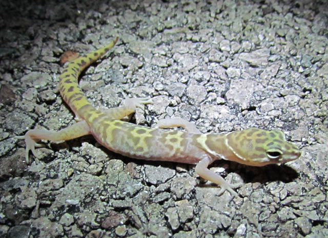Desert Banded Gecko